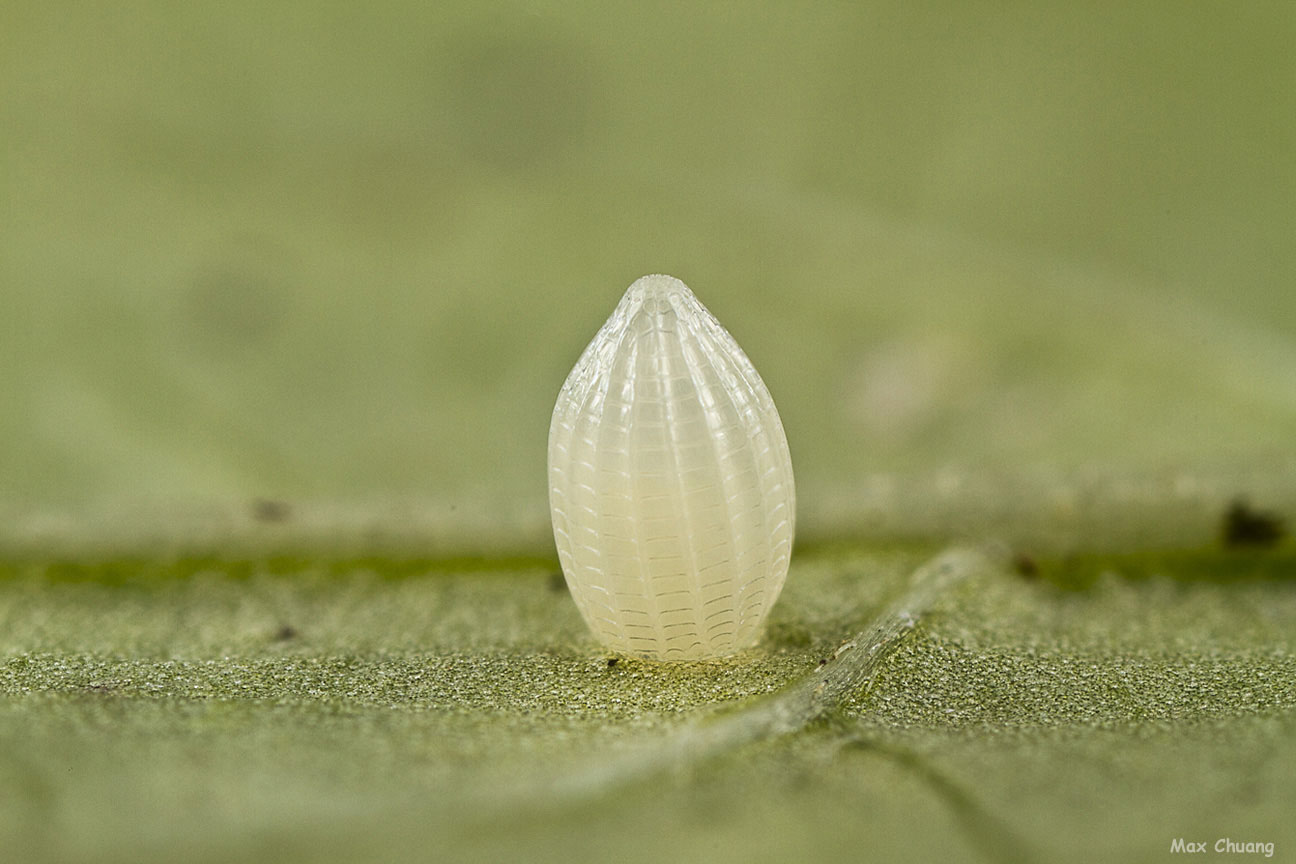 姬小紋青斑蝶 清華蝴蝶園