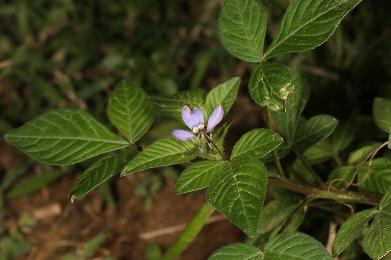 清華蝴蝶園
