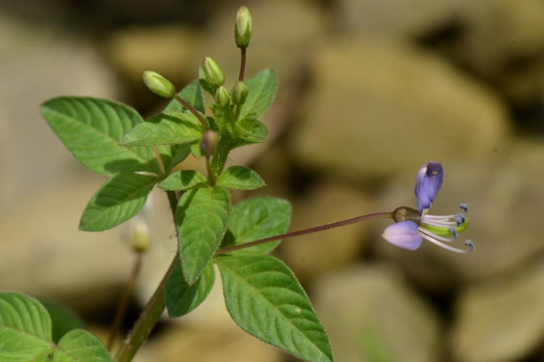 清華蝴蝶園